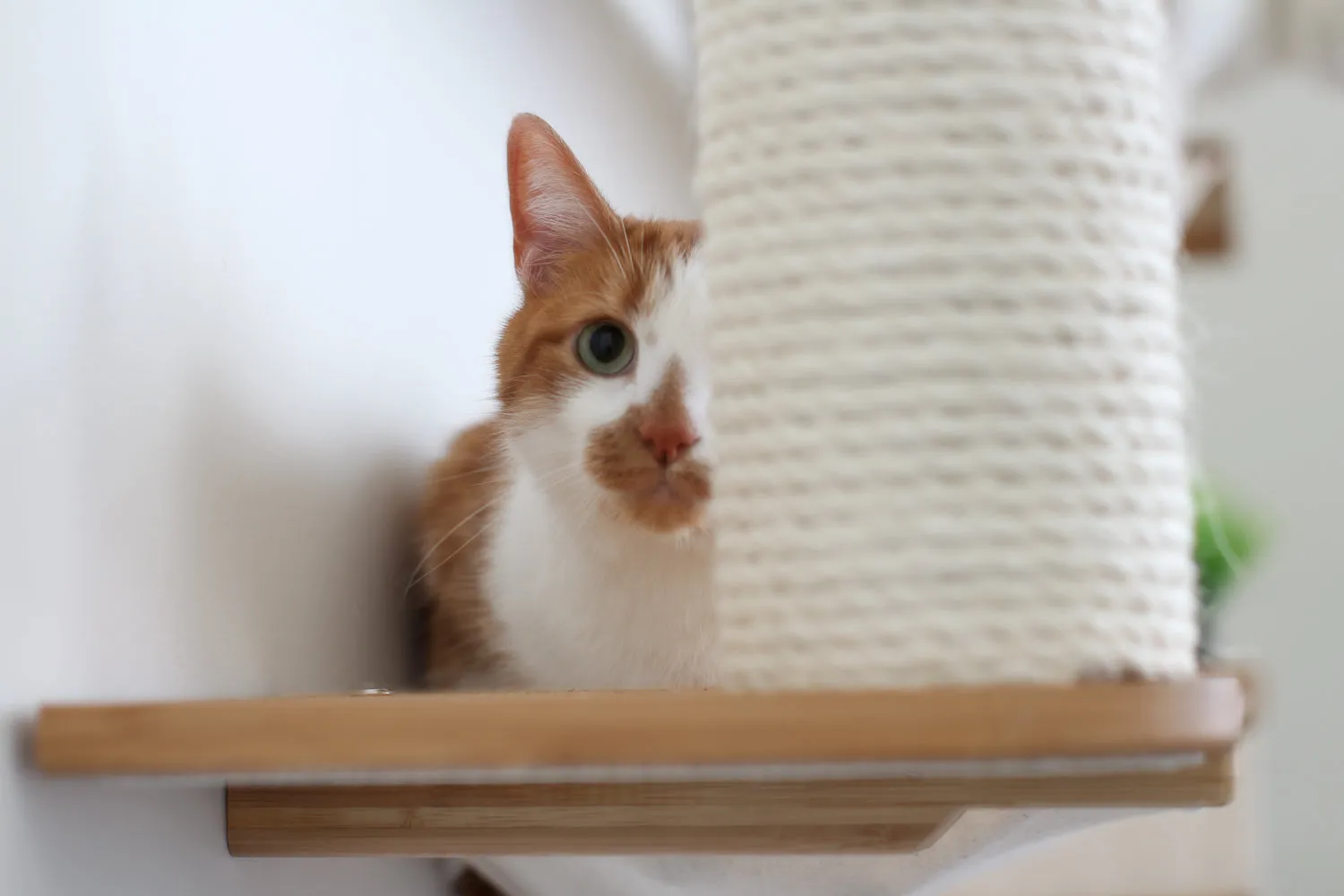 The Bunker Cat Condo - Large Perch Cat Tree